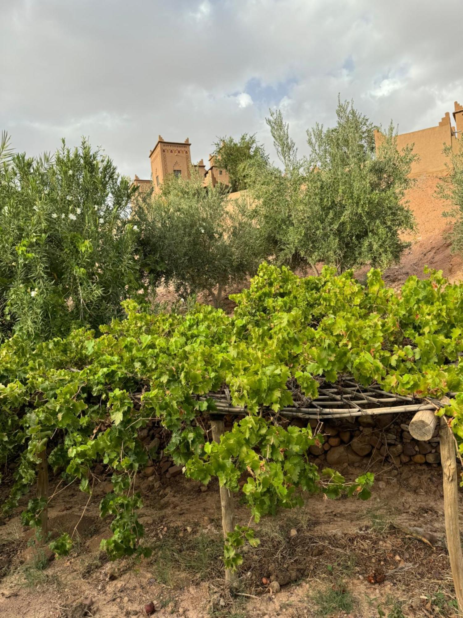 Kasbah Ait BenHadda Hotel Skoura Bagian luar foto